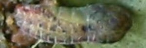 Pupae